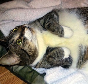 Pounce - Boo-Boo Kitty