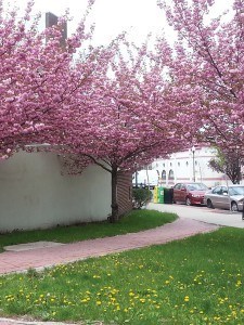 Park near Jefferson Street Parking Deck