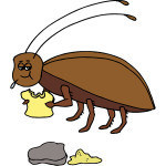 cockroach