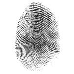 fingerprint pattern isolated on white