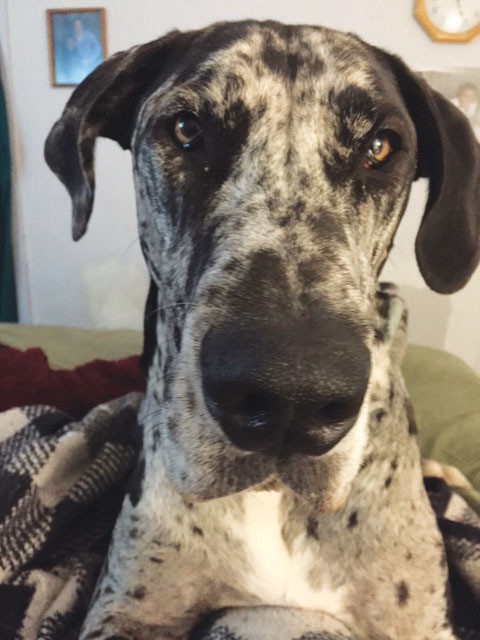 This is Luna, my Great Dane. She’s 3 yrs old. I’m very sick but having her makes me want to live. She IS the greatest dog who helps me feel I can keep going on with this life. Lori
