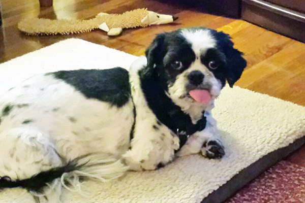 This is Brady. He is a rescue and we couldn’t love him more than we do. His tongue is always out. Slurps it in to moisten. He is a 6-year-old ShihZhu. JoAnn