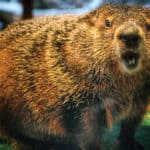 Staten Island Chuck agreed with Punxsutawney Phil on an Early Spring 2/2/16 *Photo Courtesy of AP