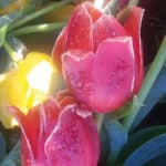 Frozen Tulips underneath the fountain located at the Reo Diner, Woodbridge 4/5/16