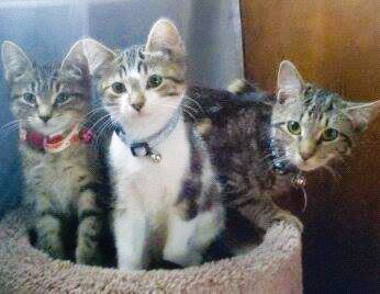 Linda, Rambo, and Tuffy are very special because they were all rescues during the Sandy Storm on 2012 by us. These cats did not have a home or a family to care and love them. We rescued them and gave them a loving forever home. These cats are very caring and affectionate which makes them very special. - Angelica -