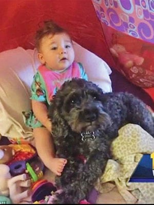 Baby Viviana Claire with Dog Polo who saved her life in a house fire *Courtesy of AP