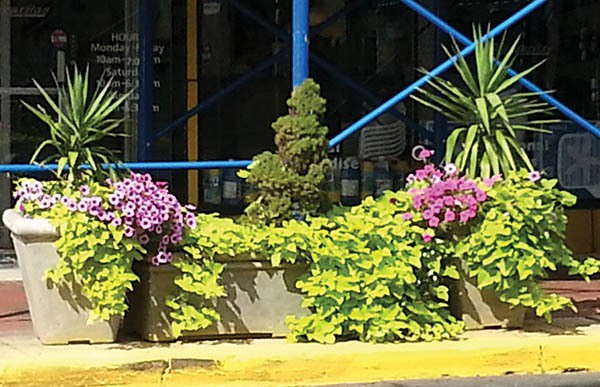 city garden 1