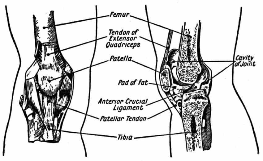 You’re Middle-Aged and Your Knee Hurts… | The Amboy Guardian